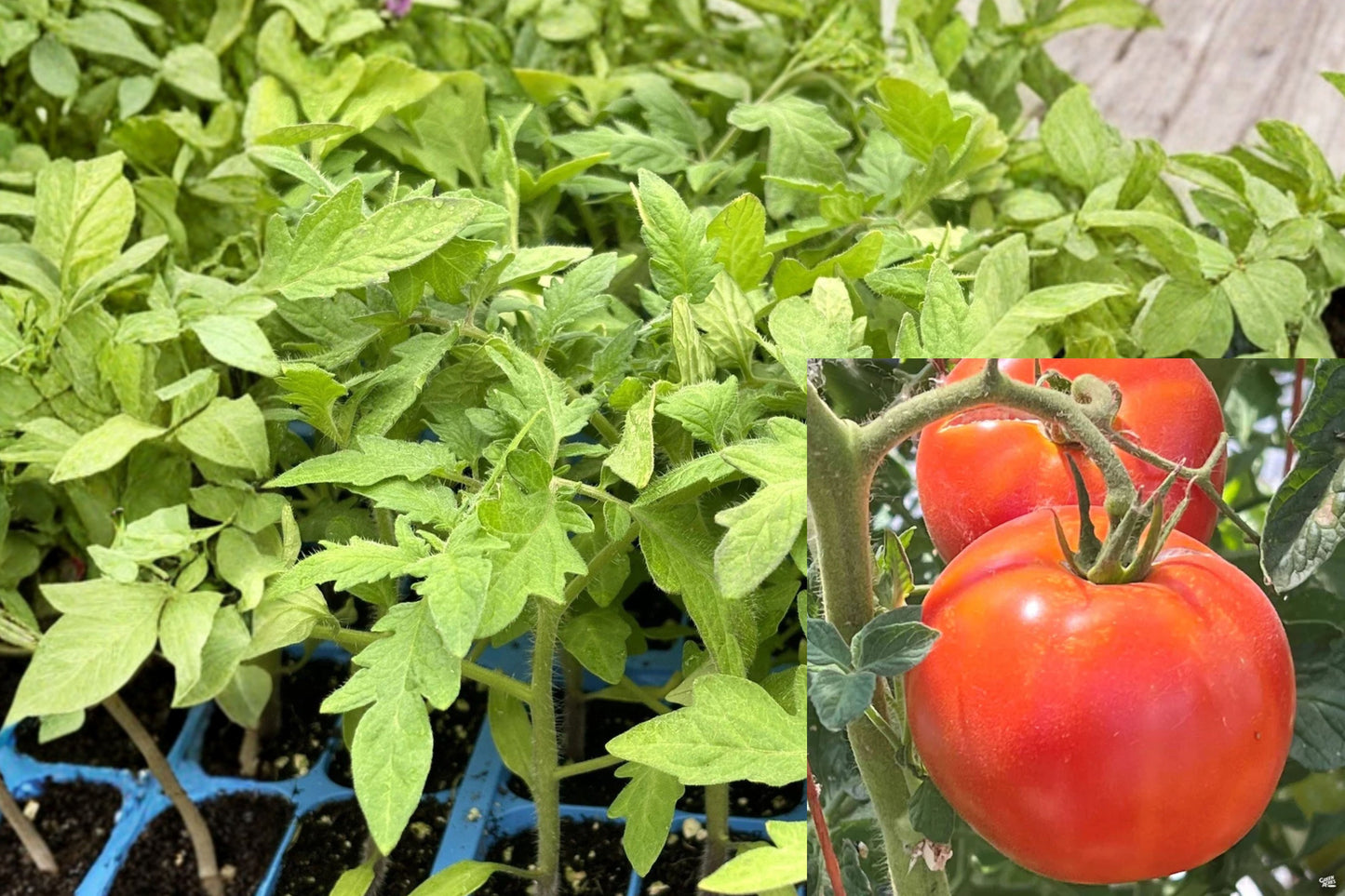 Big Beef Tomato 2 Live Plants – 6–10+ Inch – Solanum lycopersicum