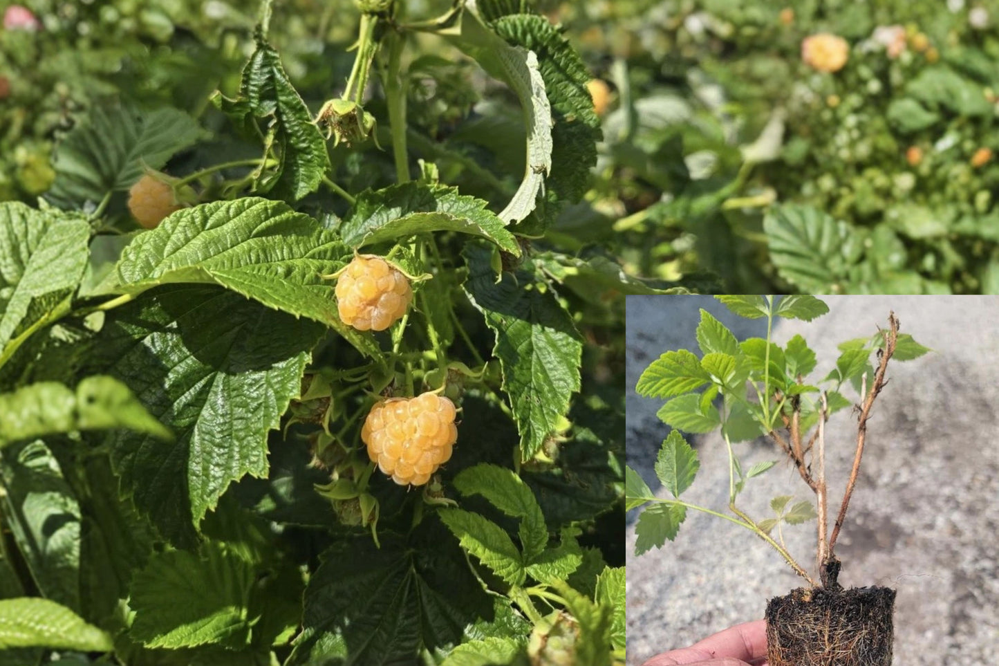 Fall Gold Raspberry Live Plant – 1 Starter Plant – Rubus ‘Fall Gold’