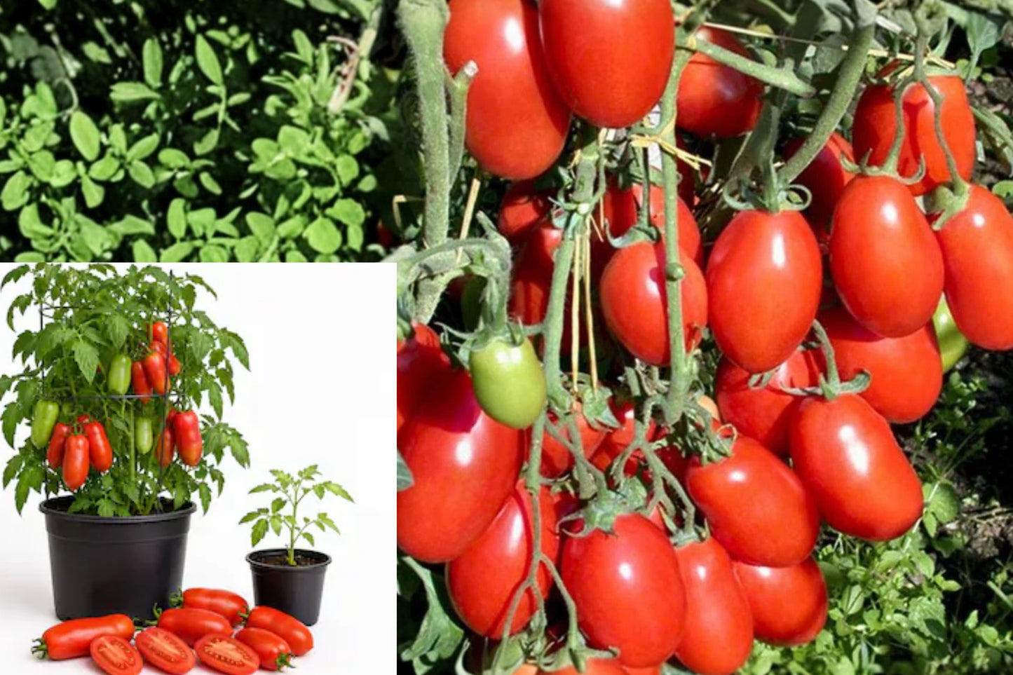 San Marzano Tomato 2 Live Plants – 6–8" Tall in 4" Pot – Solanum lycopersicum