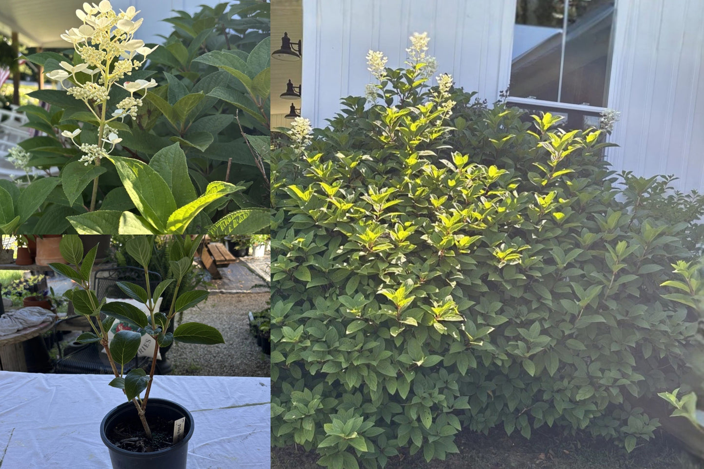 Pinky Winky Hydrangea 1 Live Plant – 6–12" Tall – Bare Root