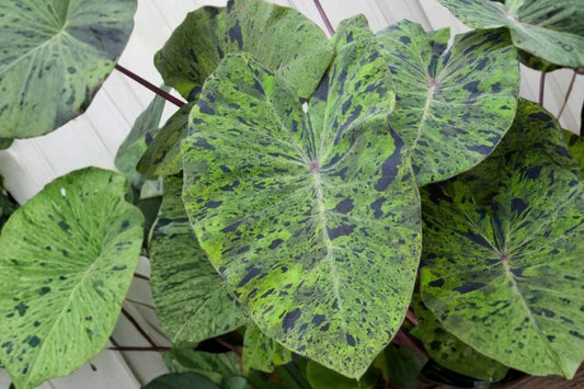 Mojito Colocasia Live Plant – Variegated Elephant Ear, 4–8 Inch – Colocasia ‘Mojito’