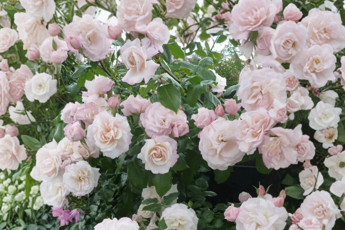 Light Pink Rose Live Plant – 1 Bare Root Rose – 5–8 Inches – Rose Bush