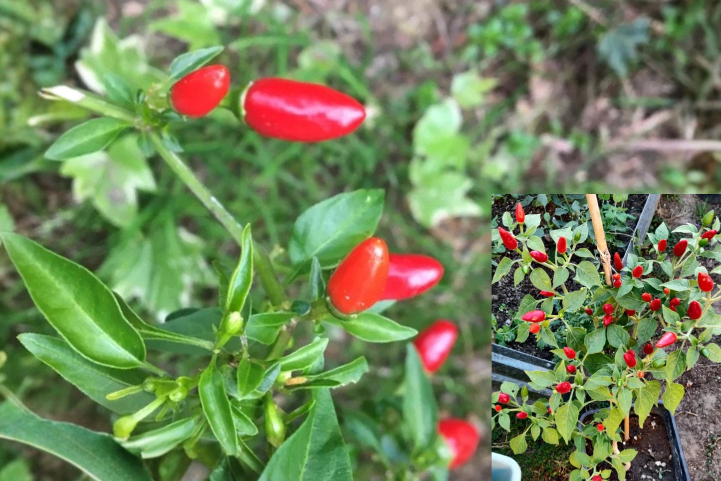 Chile Pequin 2 Live Plants – 12–20 Inch Wild Bird Pepper – Capsicum annuum