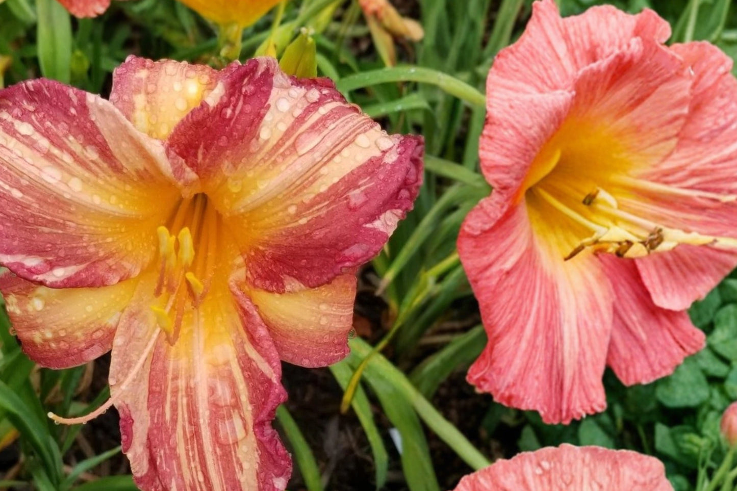 Pink Stripes Daylily Live Plant – 1 Bare Root Fan – Hemerocallis