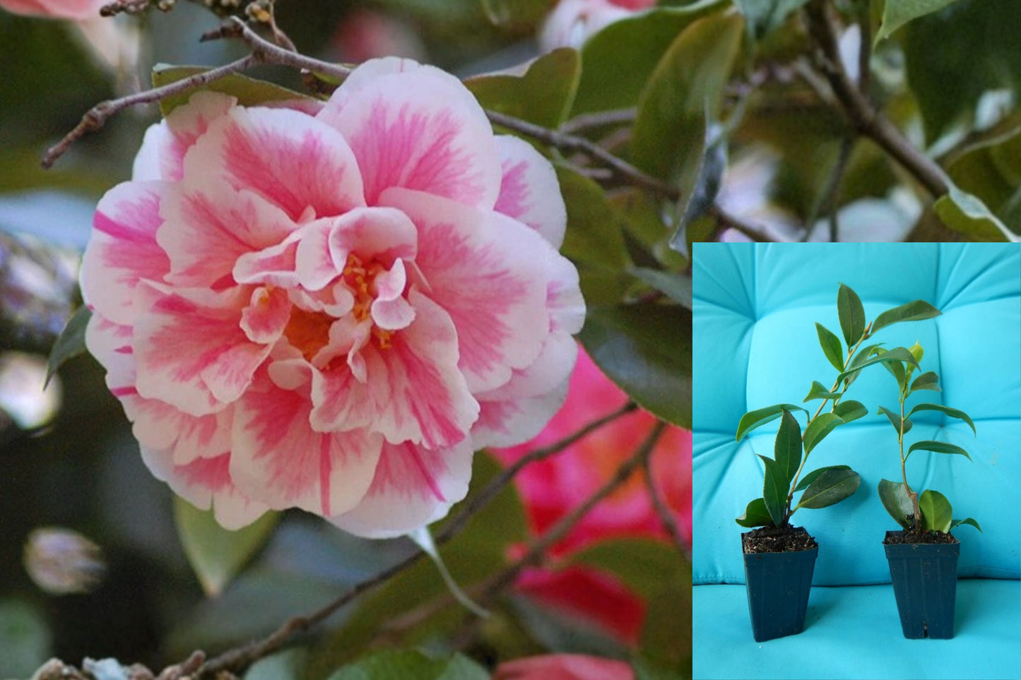 Herme Pink Camellia Live Starter Plant – 1 Plant – Camellia japonica