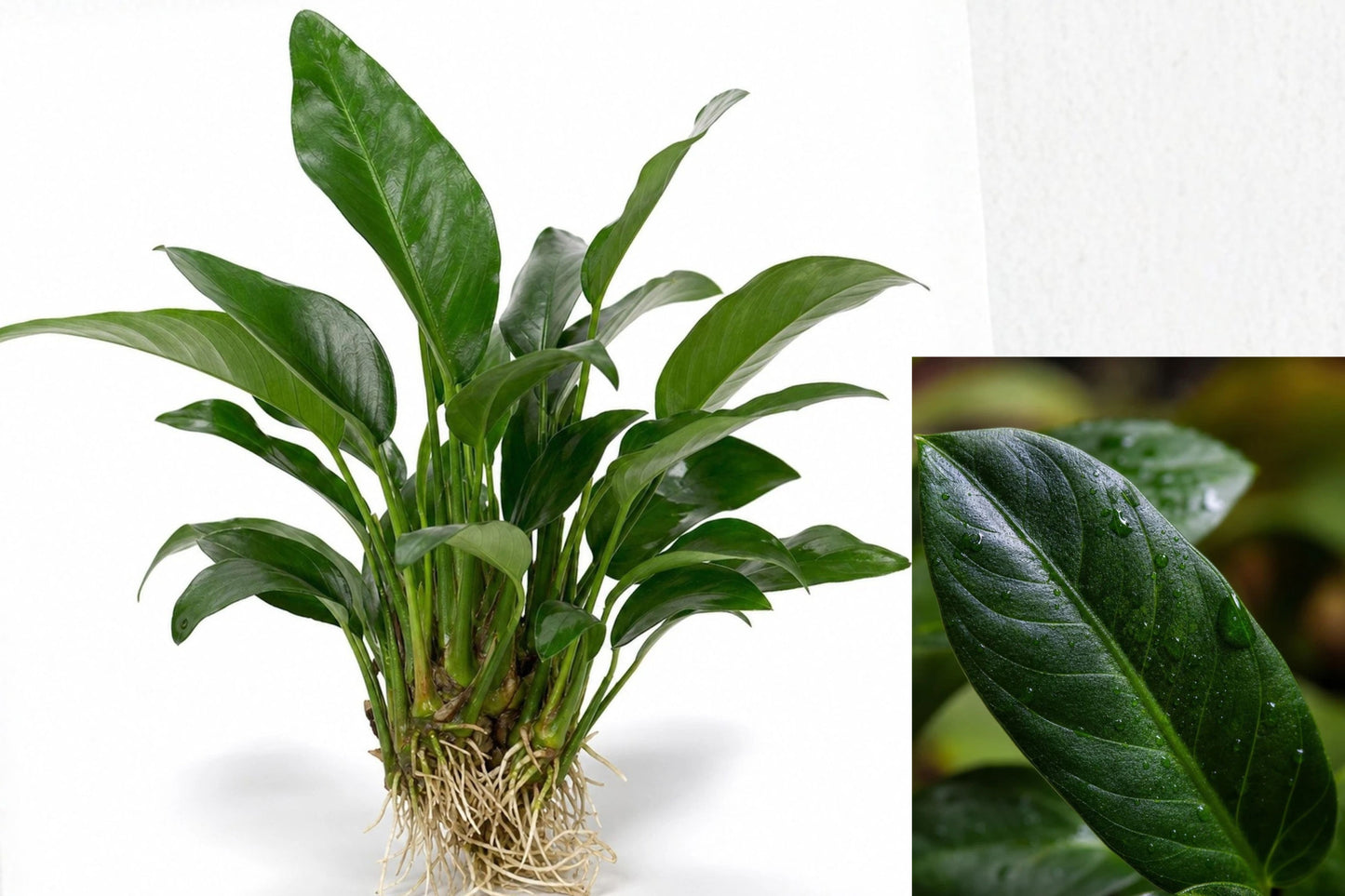 Anubias Frazeri Large Live Aquarium Plant 4–6 Inches – Freshwater