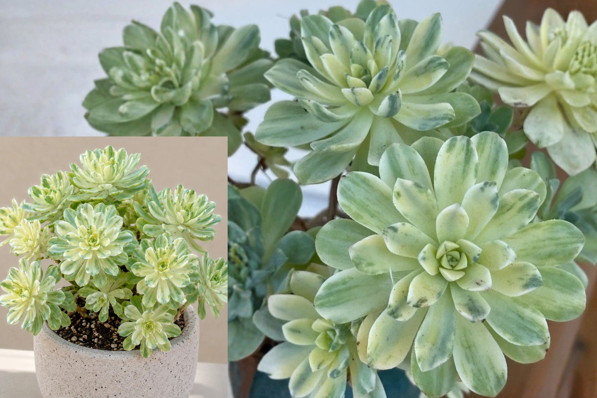 Aeonium Suncup Variegated 1 Unrooted Cutting – Aeonium castello-paivae