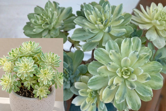 Aeonium Suncup Variegated 1 Unrooted Cutting – Aeonium castello-paivae