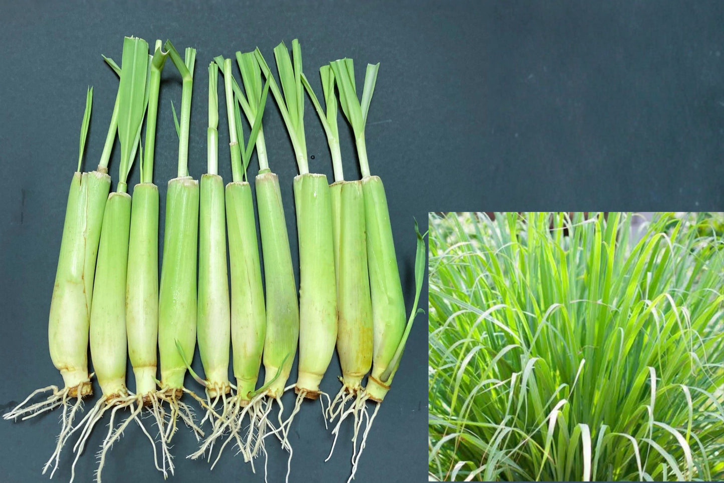 10 Live Lemongrass Plants 7–10 Inches Tall – Cymbopogon citratus
