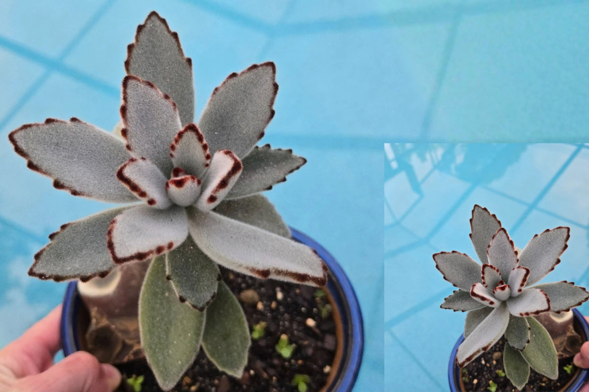 Panda Plant 'Chocolate Soldier' Live Succulent – 3-Inch Pot – Kalanchoe tomentosa