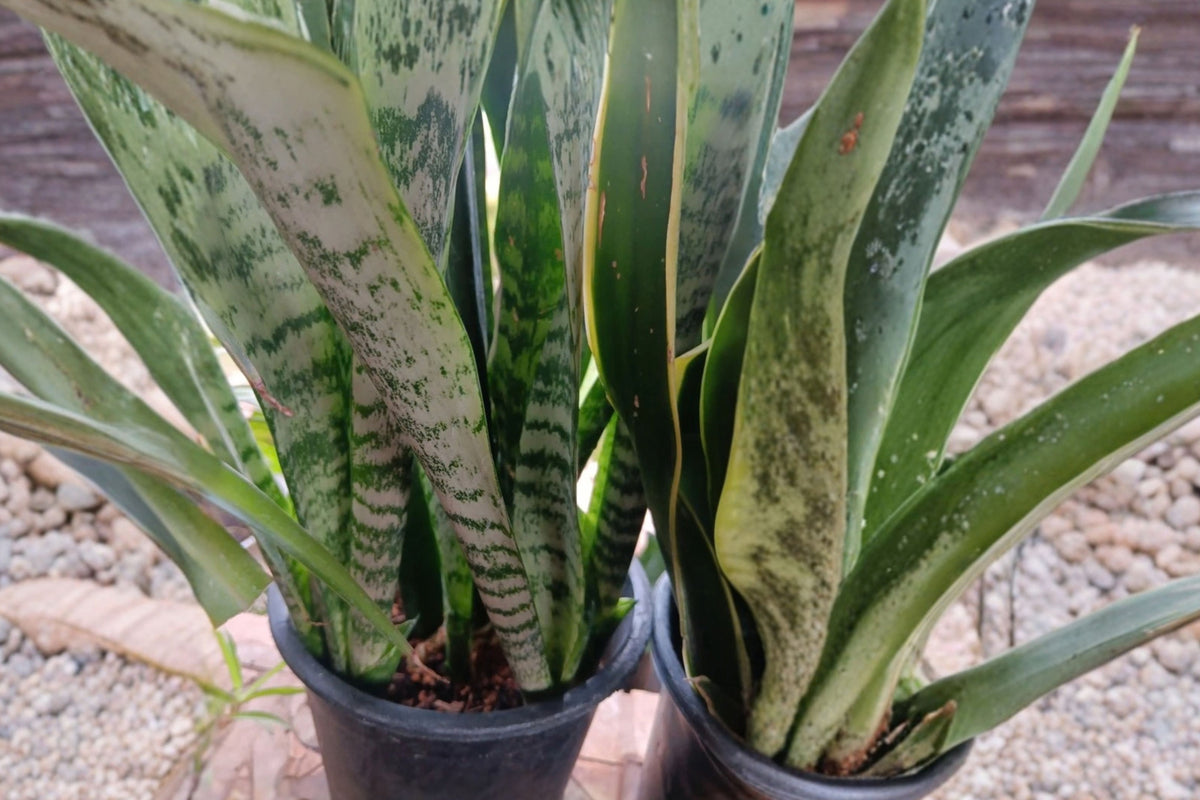 Snake Plant 1 Gallon Live Potted Plant – Laurentii or Black Gold – Sansevieria