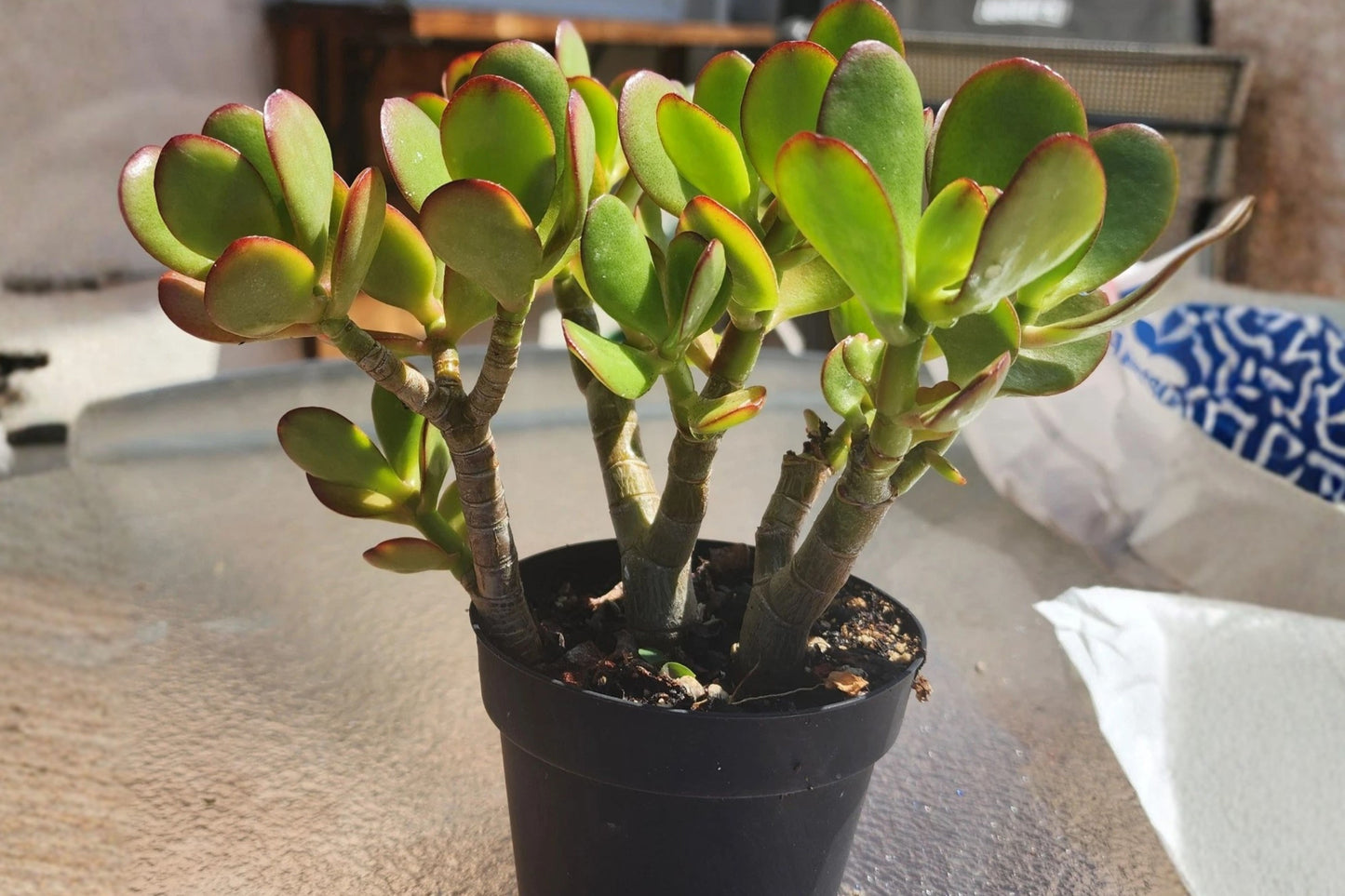 3 Jade Crassula Ovata Live Succulent Plants – 6 Inches