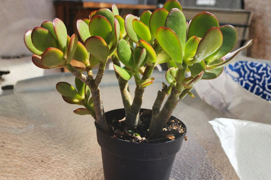 3 Jade Crassula Ovata Live Succulent Plants – 6 Inches