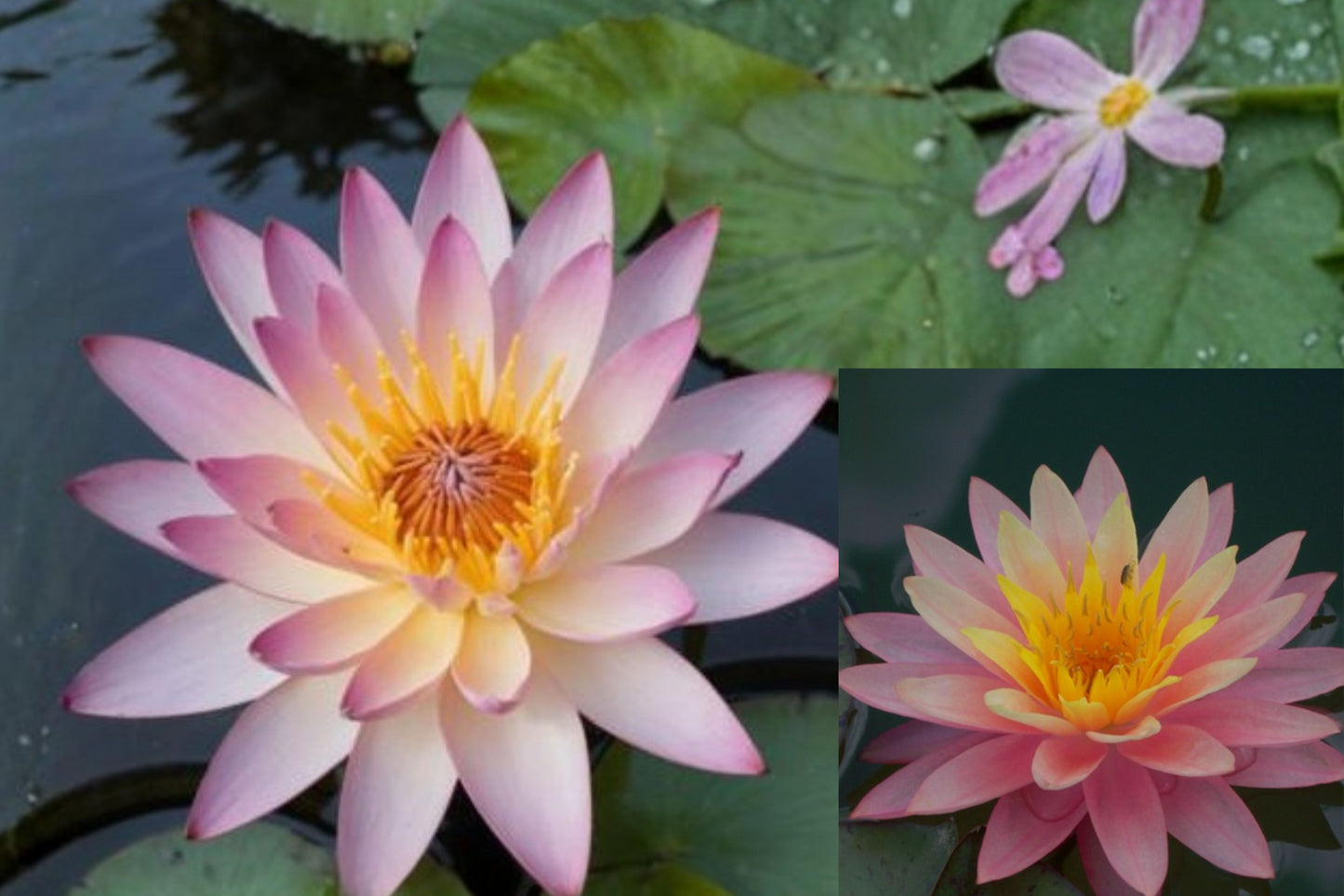 SunFire Water Lily 1 Sprouted Rhizome – Nymphaea