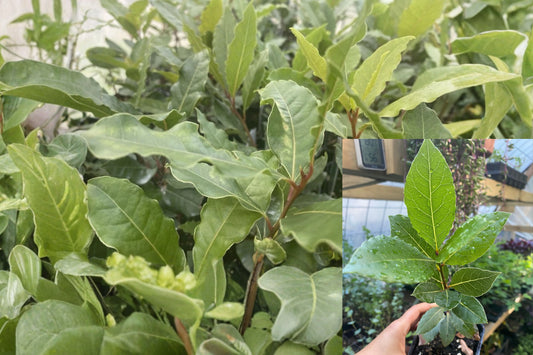 Bay Laurel 1 Live Plant – 3" Tall, Rooted, No Pot – Laurus nobilis