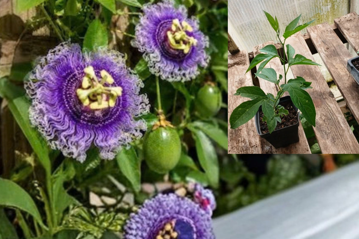Purple Passion Flower Maypop Live Plant – 3-Inch Pot – Passiflora incarnata