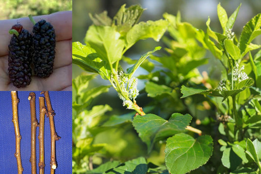 Mulberry Tree Cuttings – 4 Unrooted Fruit Tree Cuttings