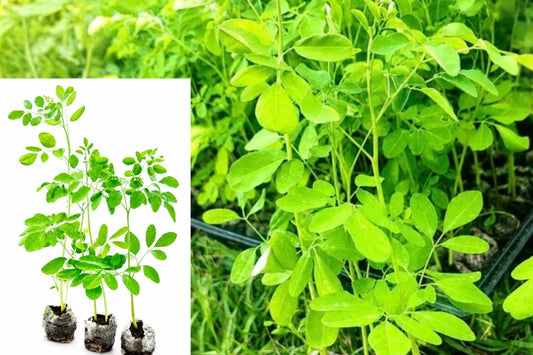 Moringa Oleifera 3 Live Tree Seedlings – Drumstick Tree