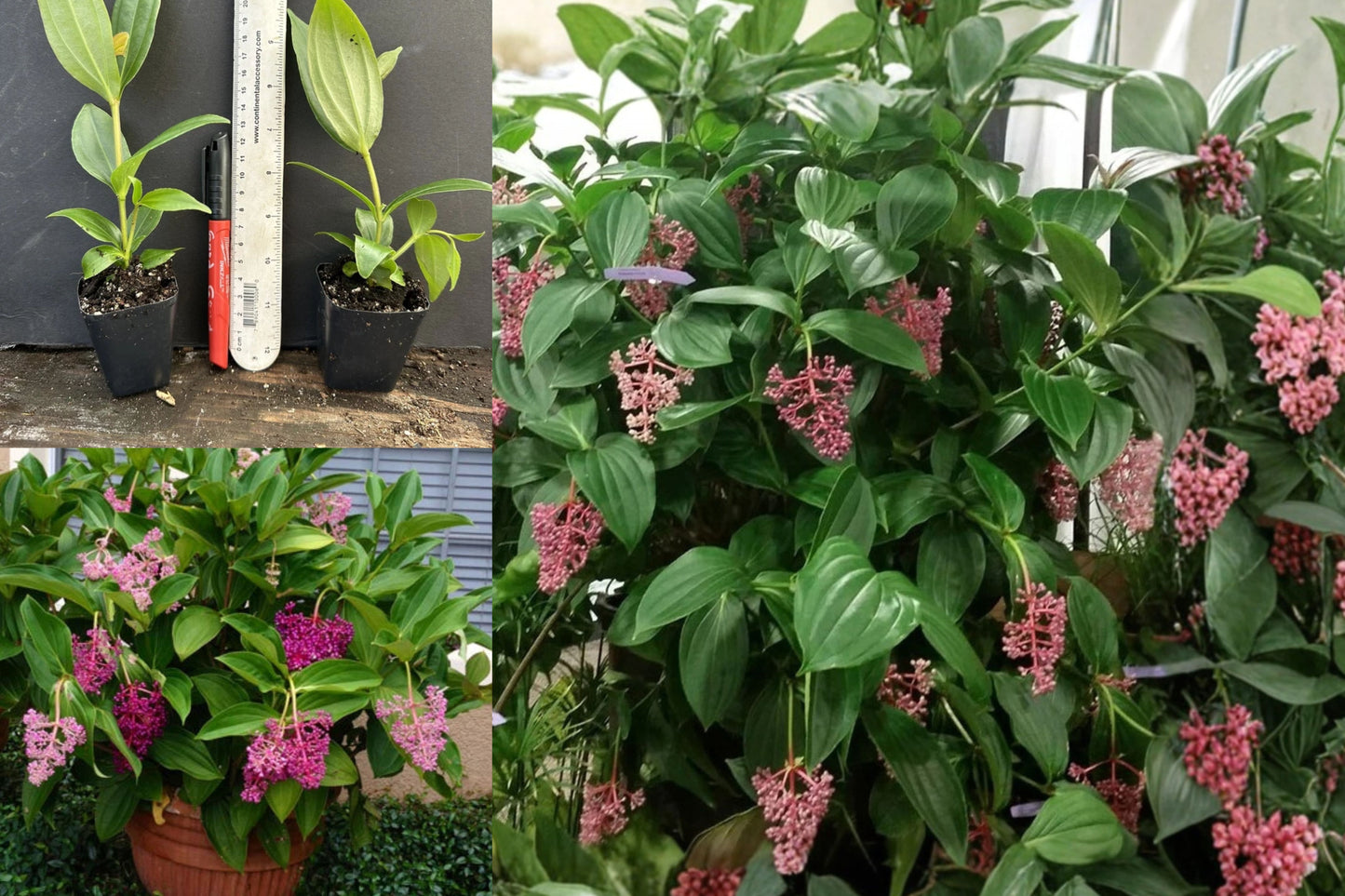 Medinilla Myriantha Malaysian Orchid Live Plant – Flowering Houseplant