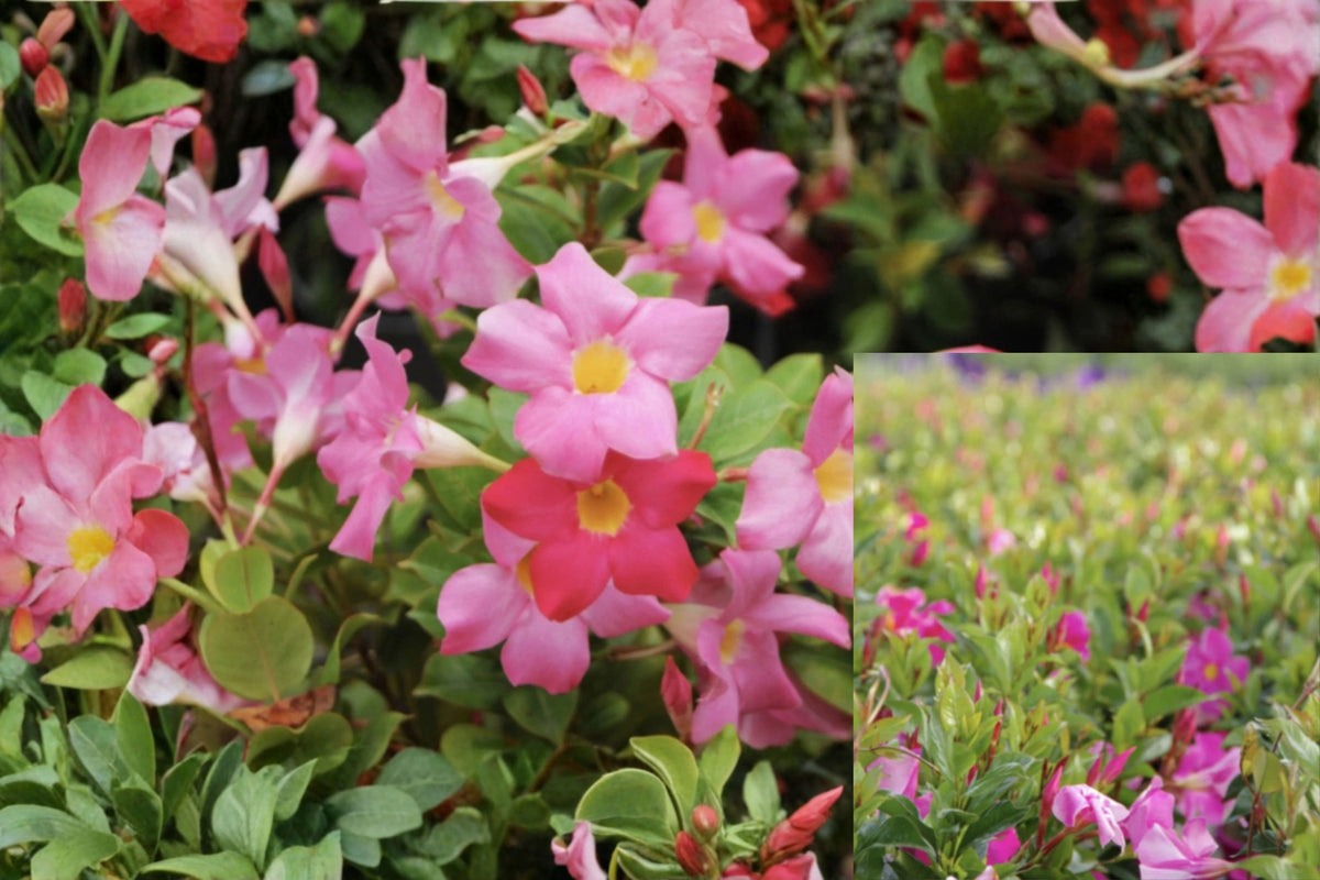 Red Riding Hood Dipladenia 2 Live Bare Root Plants 4–6" – Mandevilla