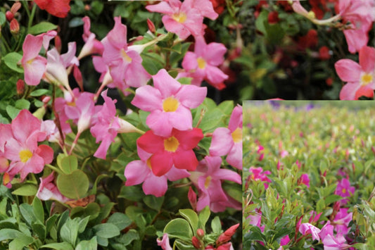 Red Riding Hood Dipladenia 2 Live Bare Root Plants 4–6" – Mandevilla