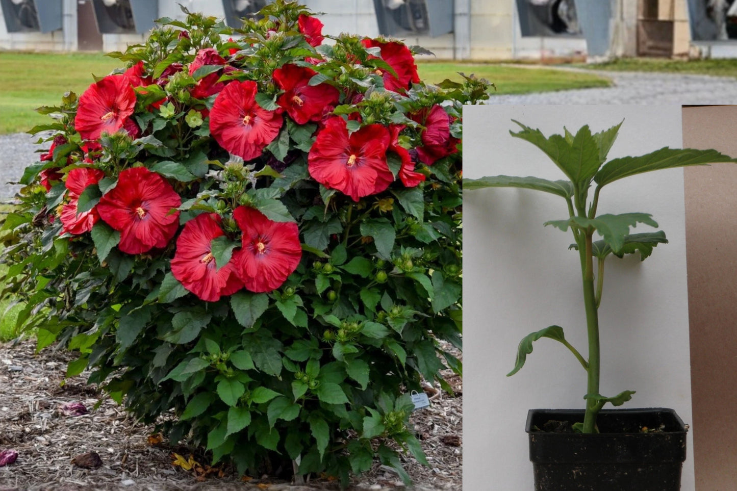 Valentine’s Crush Hardy Hibiscus Live Plant – 2.5" Pot – Hibiscus moscheutos