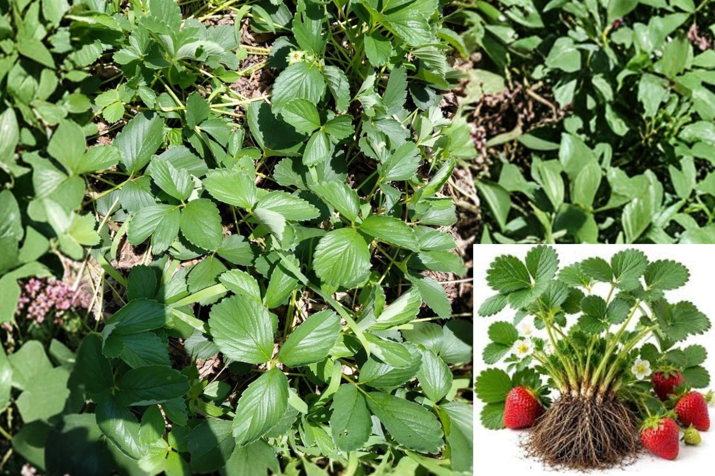 Eversweet Everbearing Strawberry 10 Live Rooted Plugs – Fragaria × ananassa