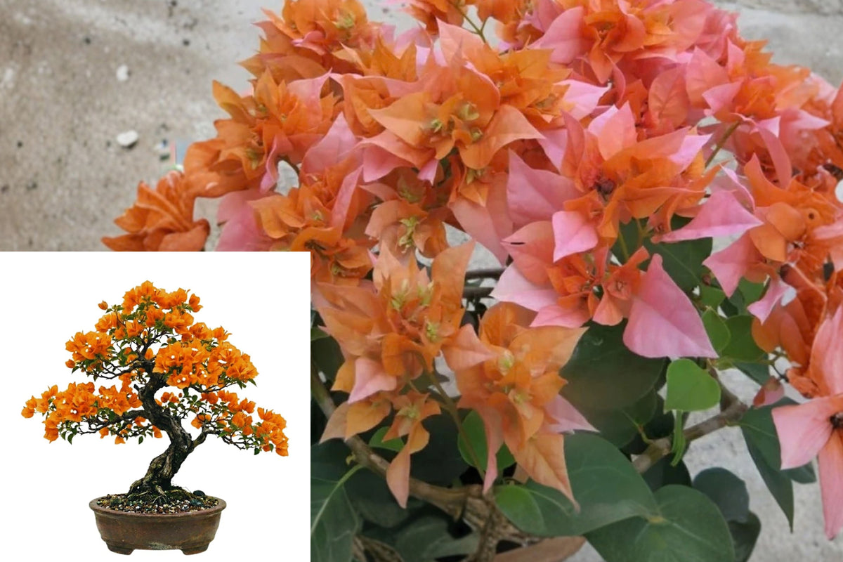 Orange Bougainvillea Live Plants – 2 Plants, 4–6 Inches Tall