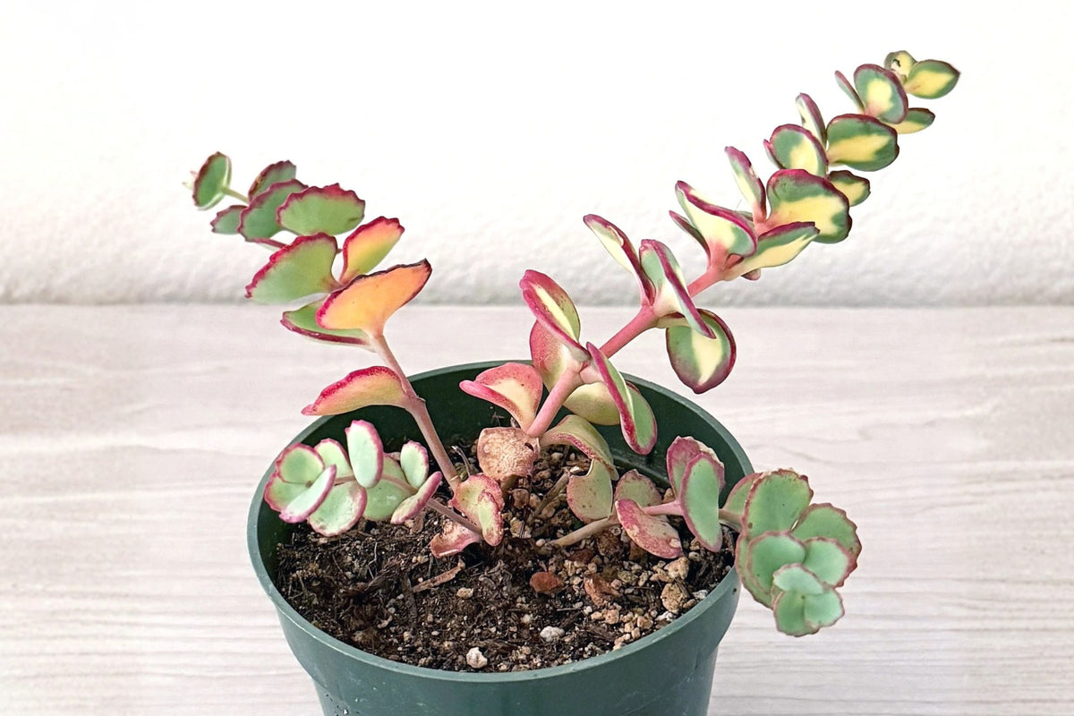 Sedum Sieboldii Mediovariegatum Live Plant, October Daphne Variegated Succulent, 4 Inch Potted Sedum
