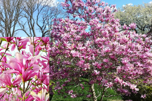 Ann Magnolia Live Plant – 12–18 Inches Tall – Gallon Pot – Magnolia