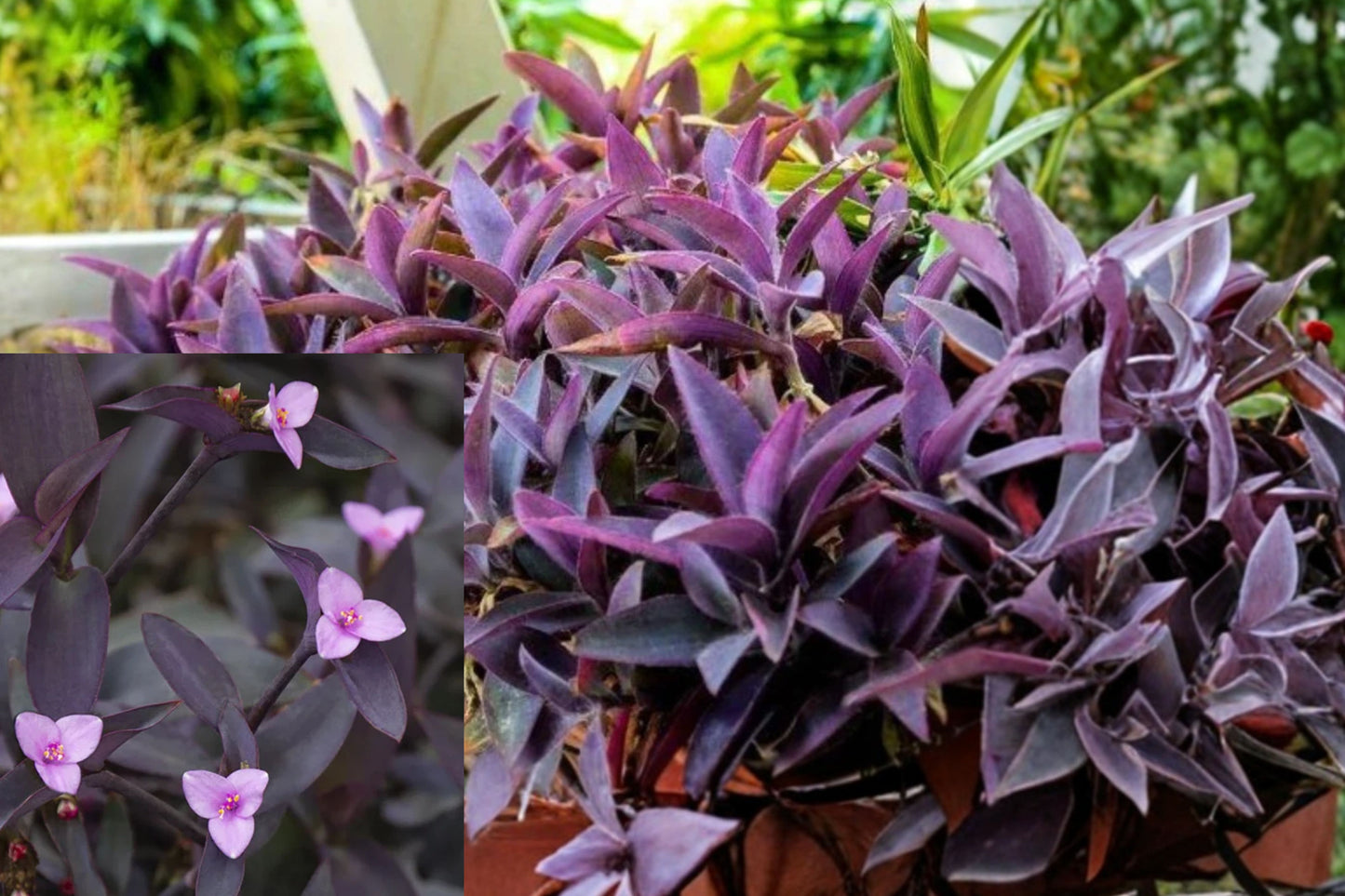 Purple Heart 2 Live Plants – 4–6" Tall – Tradescantia pallida