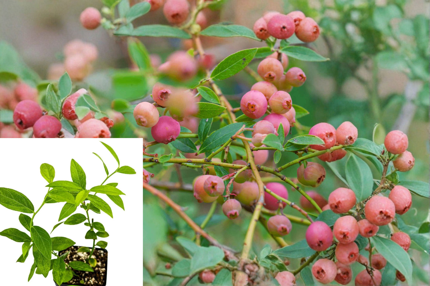 Pink Lemonade Blueberry Live Plant – 3–8 Inch – Vaccinium