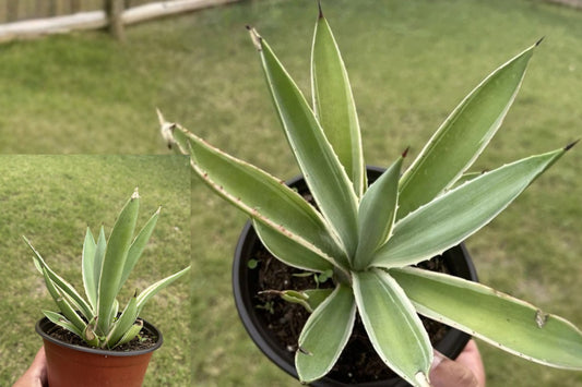 Variegated Caribbean Agave Live Plant, Green and White Succulent in 6 Inch Pot, Slow Growing Ornamental Patio Plant