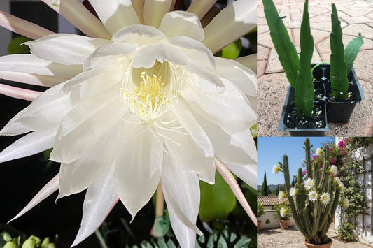 Night Blooming Cereus Cactus Live Plant, Rooted 7–8 Inch Cactus, Fragrant White Flowering Tropical Houseplant