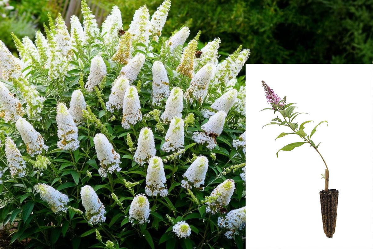 White Butterfly Bush Live Plant, Buddleja Flowering Shrub Starter, 4–9 Inch Rooted Outdoor Garden Plant, No Pot
