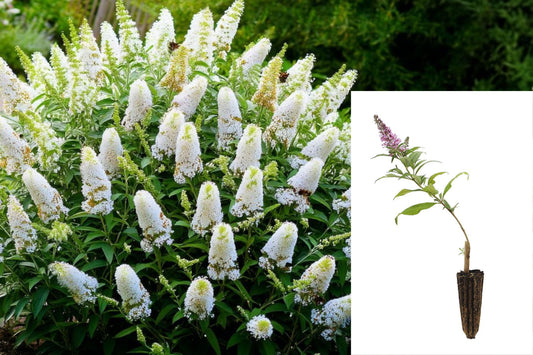 White Butterfly Bush Live Plant, Buddleja Flowering Shrub Starter, 4–9 Inch Rooted Outdoor Garden Plant, No Pot