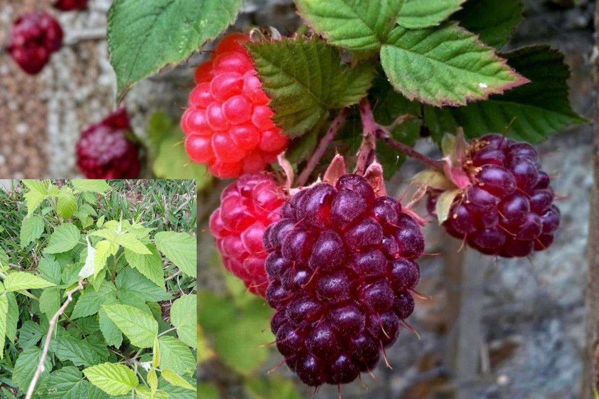 Glencoe Raspberry Live Plant – Purple Thornless Raspberry