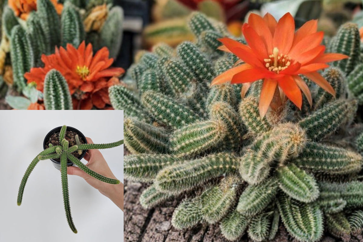 5 Peanut Cactus Cuttings, Echinopsis Chamaecereus, Orange Flowering Cactus, Unrooted Succulent Starter Plants
