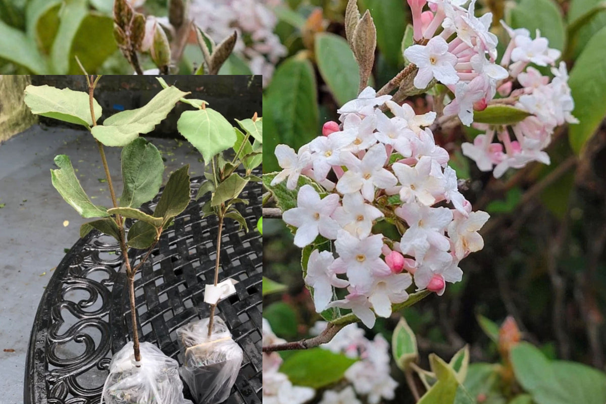 Juddii Viburnum Live Plant – 6–12 Inch Shrub in 2.5-Inch Pot – Viburnum × juddii