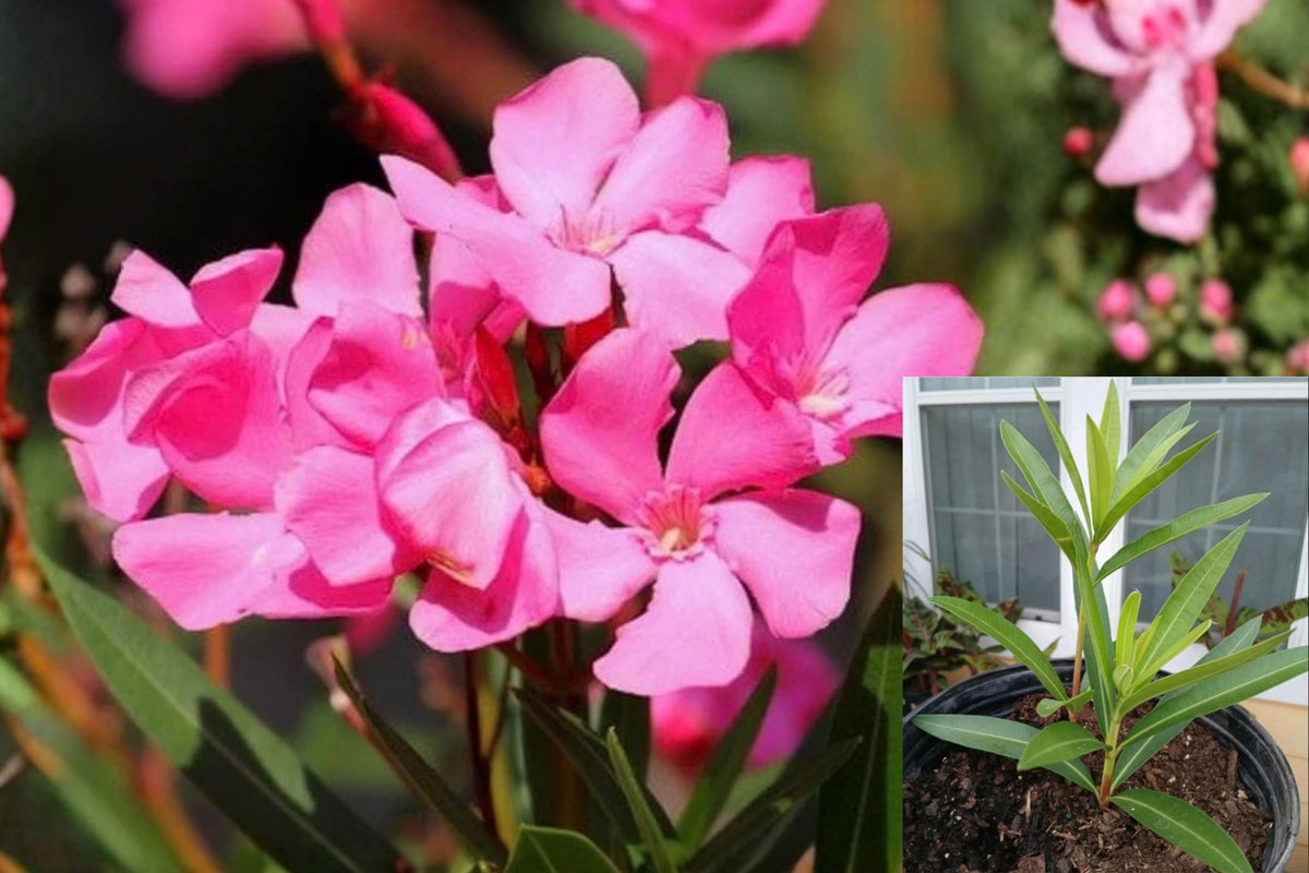 Pink Oleander Live Starter Plant – 4–6 Inch – Nerium – No Pot