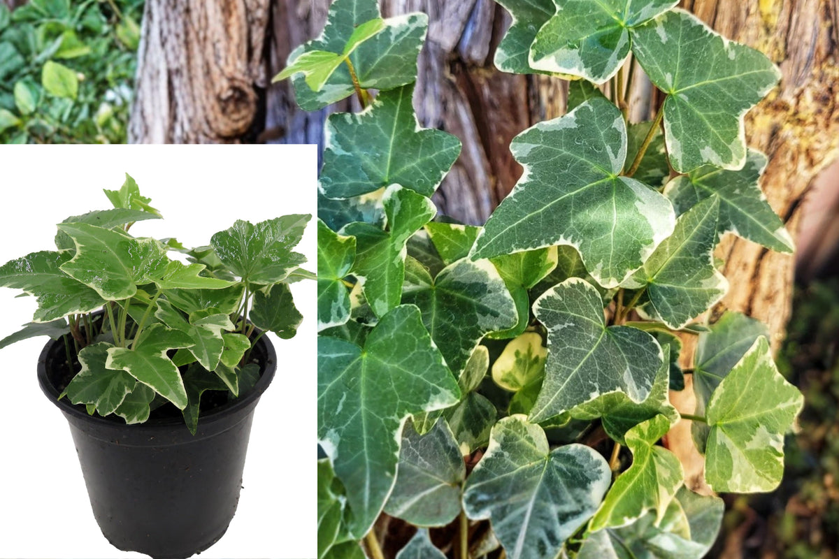 Glacier English Ivy Live Plant, Hedera Helix in 4 Inch Pot, Green Trailing Indoor Houseplant