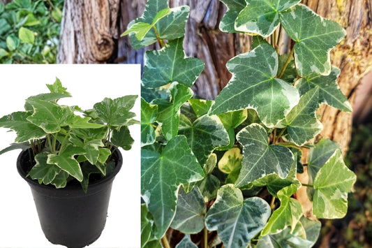 Glacier English Ivy Live Plant, Hedera Helix in 4 Inch Pot, Green Trailing Indoor Houseplant