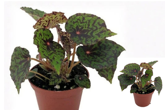Mysterious Red Begonia Live Plant – 1 Plant – 2.5" Pot – Begonia
