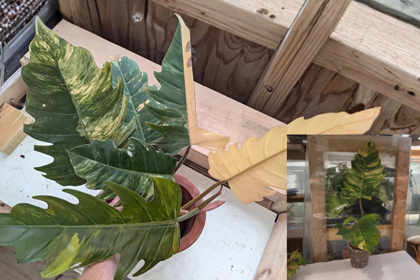 Carmel Marble Variegated Philodendron Live Plant – 14 Inch Potted