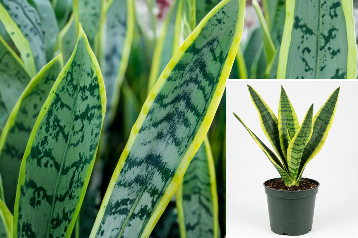 Laurentii Snake Plant Live, Variegated Sansevieria Houseplant, Yellow Edged Green Leaves, Easy Care Indoor Plant in Grower Pot