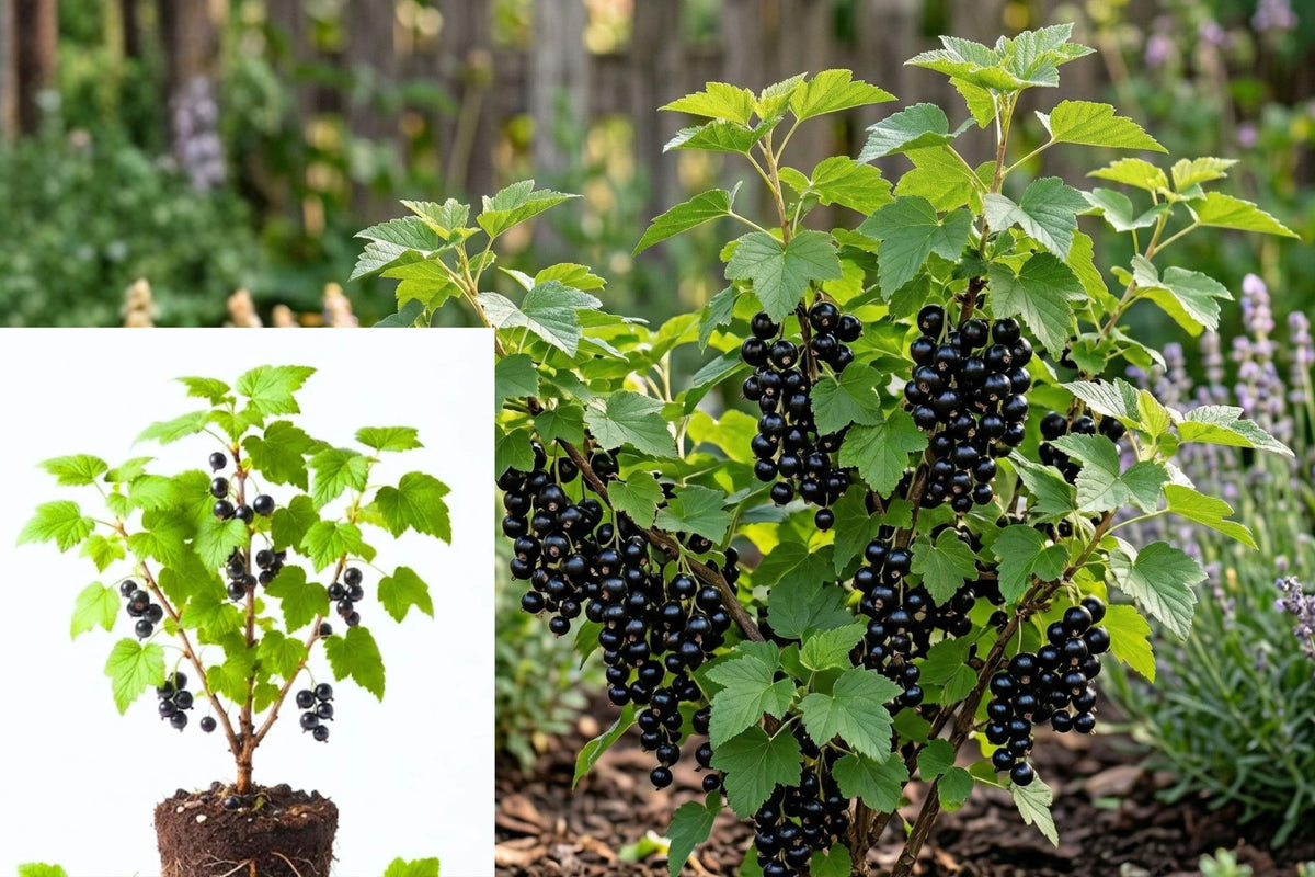 Black Currant Live Plant, 1 Year Old Fruiting Berry Bush, Rooted Currant Starter Shrub for Garden or Container