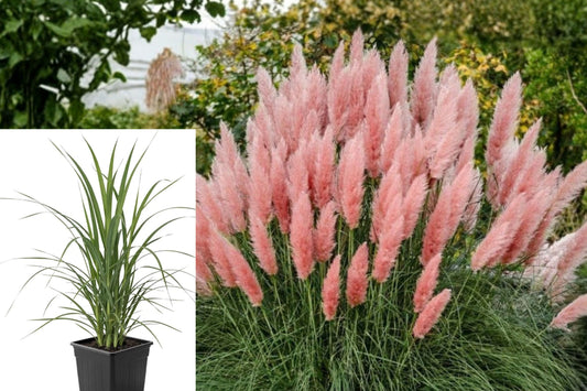Pink Pampas Grass Live Plant – 4–6 Inch Starter – Cortaderia – No Pot