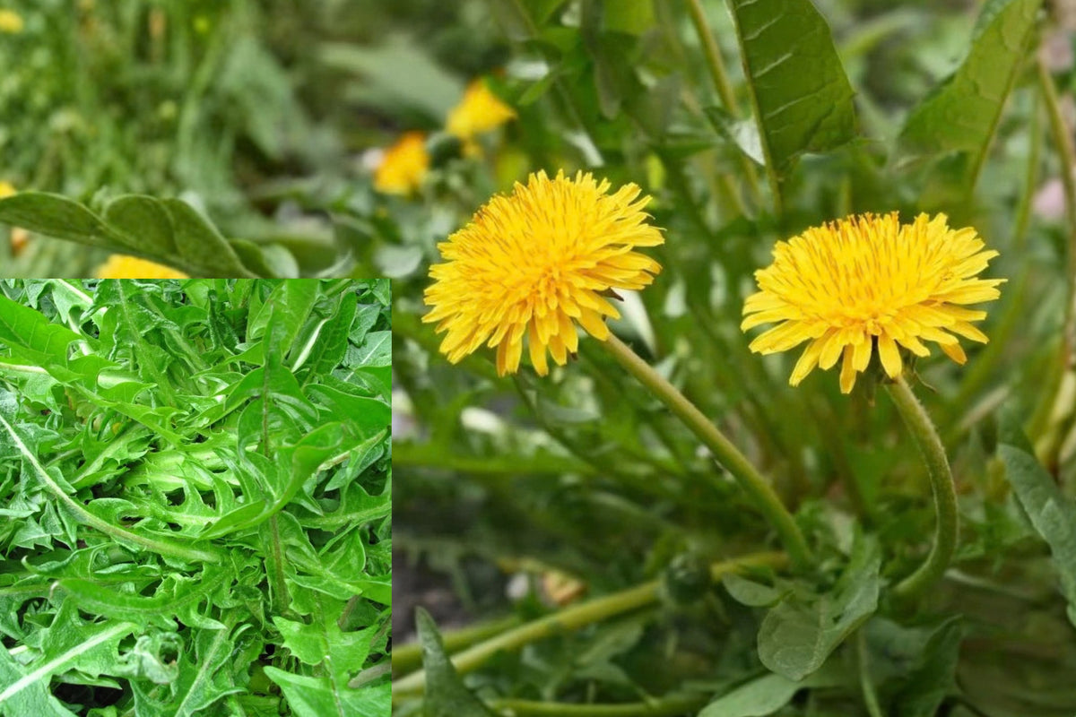 Dandelion Live Plant in 4-Inch Pot – Taraxacum spp.