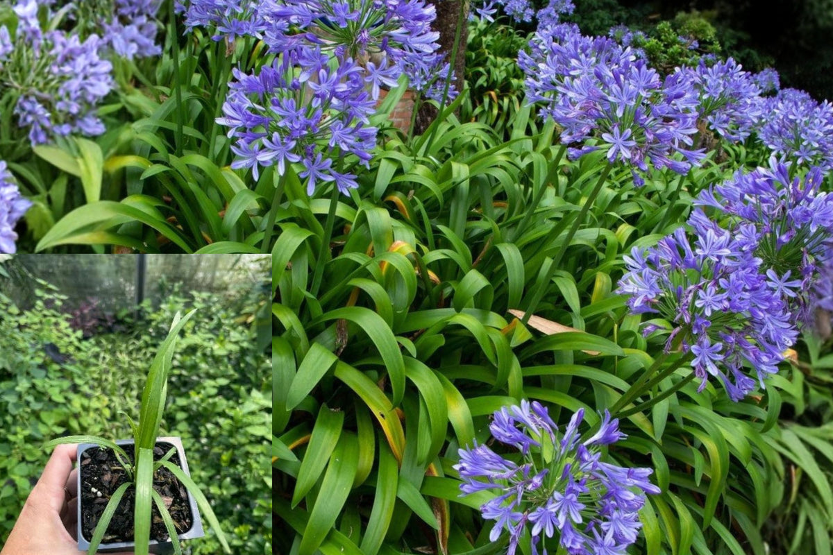 African Blue Agapanthus Live Plant, Blue Flowering Perennial Starter, 4 Inch Pot Size, Ships Without Pot, Outdoor Garden Flower