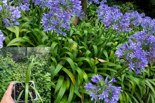 African Blue Agapanthus Live Plant, Blue Flowering Perennial Starter, 4 Inch Pot Size, Ships Without Pot, Outdoor Garden Flower
